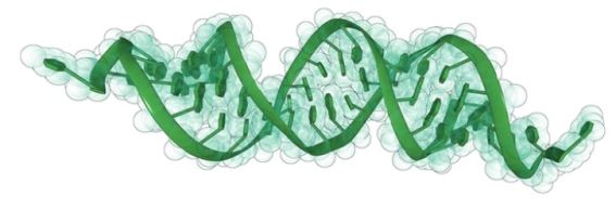 Liposome Encapsulated siRNA Services