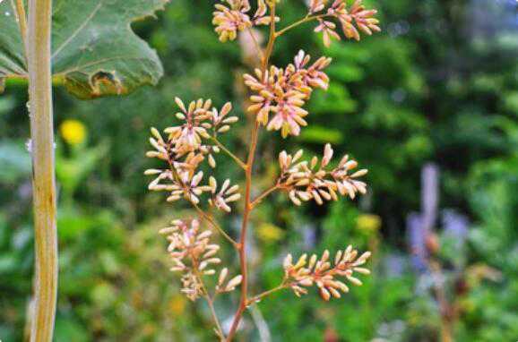 Macleaya cordata Extract and Analysis