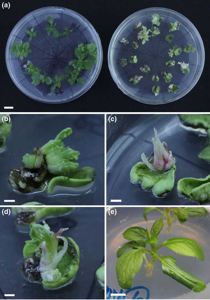 Agrobacterium mediated Malus pumila Mill.