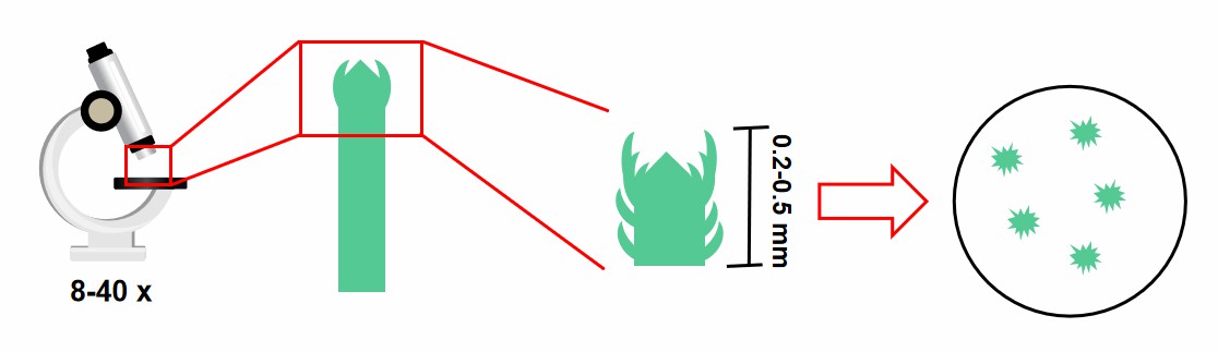 The procedures of stripping stem tips and inoculation