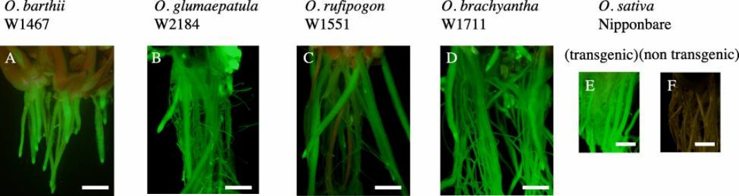 Agrobacterium-mediated transformation of wild Oryza.