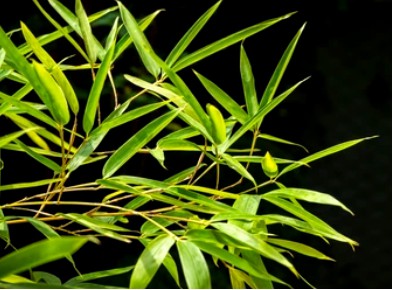 Phyllostachys edulis Transformation