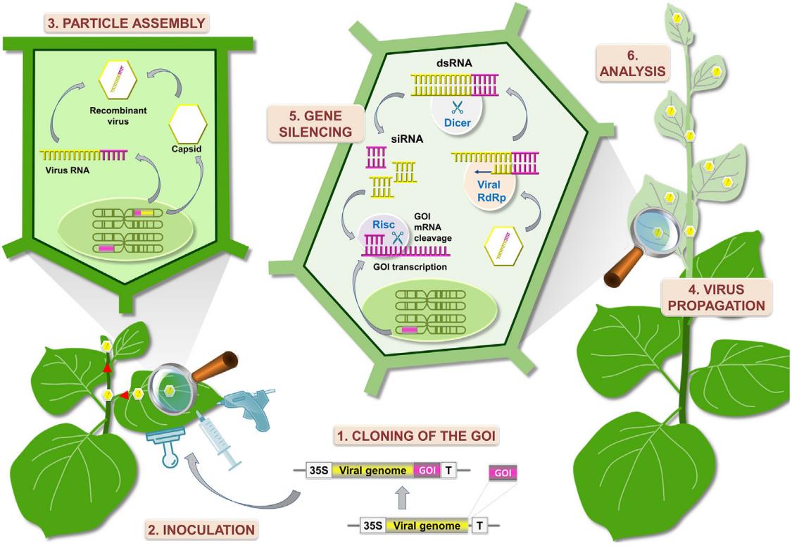 Virus-induced gene silencing (VIGS). (Courdavault, et al., 2020)