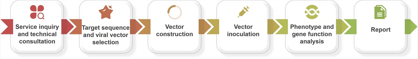 VIGS Service Workflow