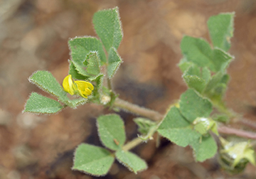 Medicago truncatula