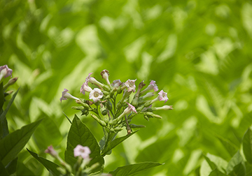 Nicotiana tabacum