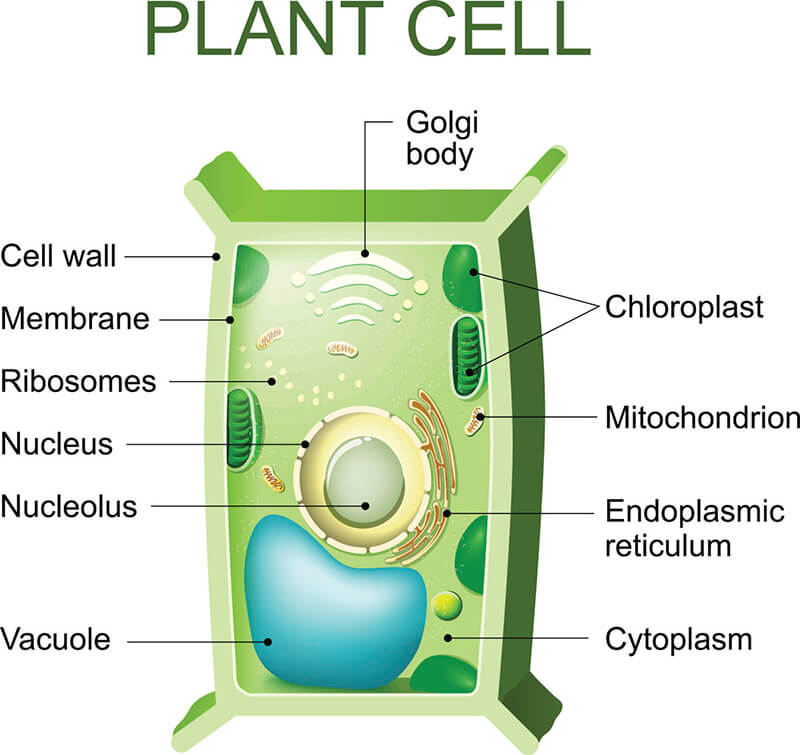 Plant Organelle Isolation