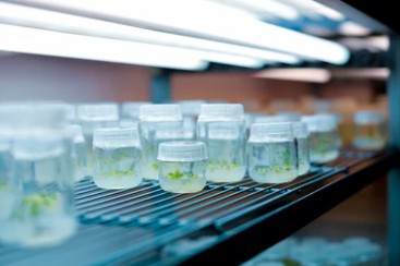 Plant Tissue Culture