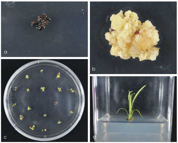 Saccharum officinarum L. Transformation.