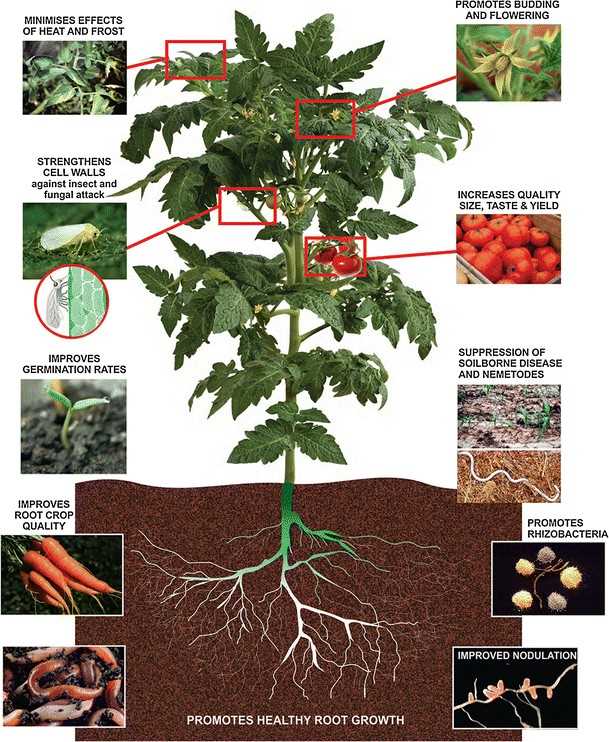 General summary of the plant and soil benefits reported upon application of liquid seaweed extracts.