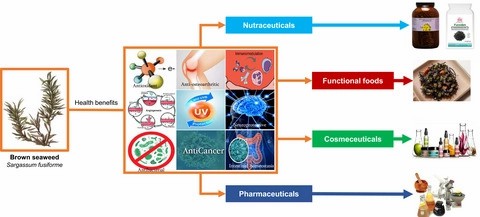 Therapeutic and nutraceutical potentials of a brown seaweed Sargassum fusiforme.