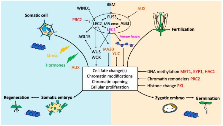 Fig. 1. General overview of genes involved in somatic embryogenesis or zygotic embryogenesis in interaction with LEC1, ABI3, FUS3, and LEC2 (LAFL) transcription factors.