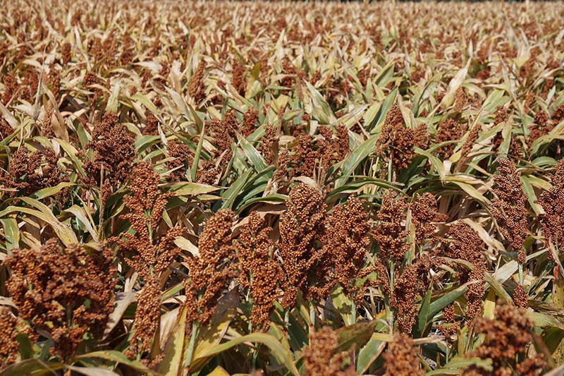 Sorghum bicolor (L.) Moench Transformation