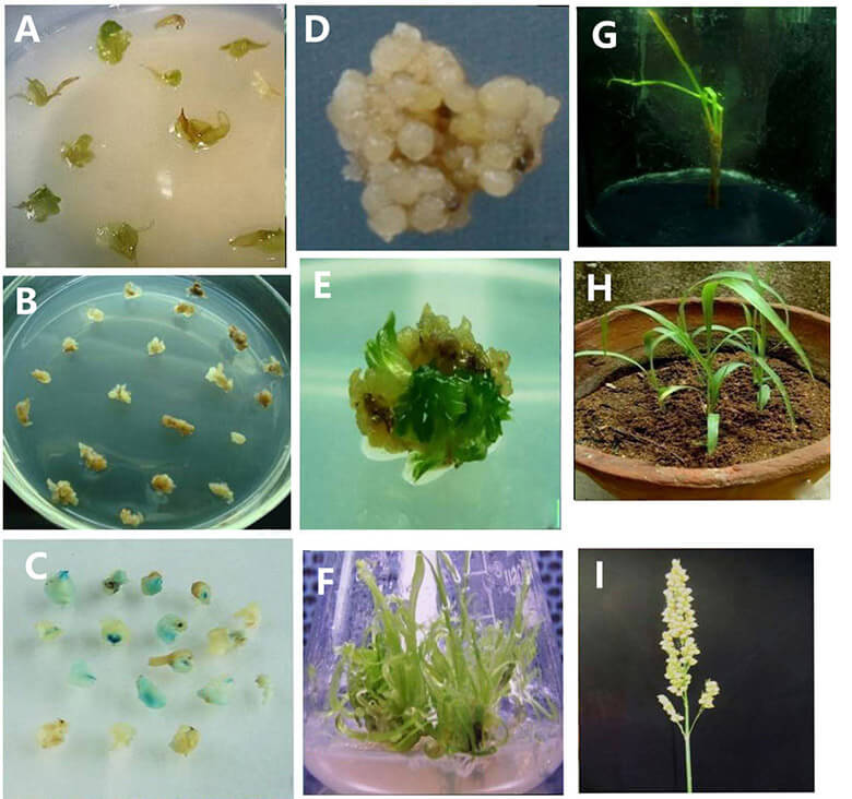 Transformation and regeneration of Sorghum bicolor (L.) Moench