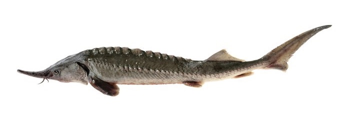 A whole fresh sturgeon.