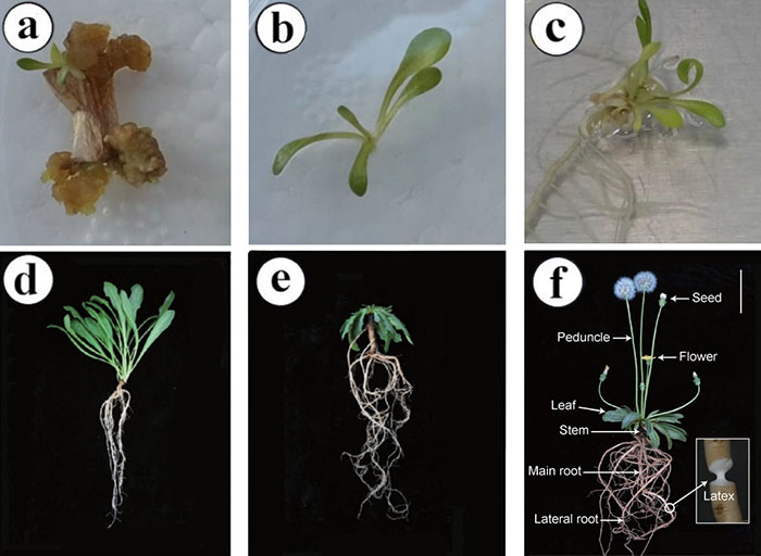 Taraxacum kok-saghyz Rodin Transformation