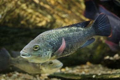 Tilapia swimming in the water.