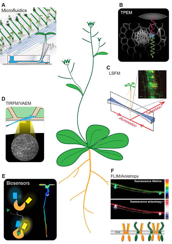 Figure 1. A number of  selected state-of-the-art techniques for live cell imaging (Grossmann et al.,  2018)