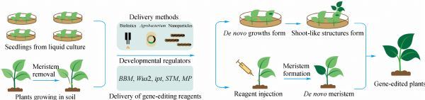 Gene-edited plants produced by de novo meristem induction. 