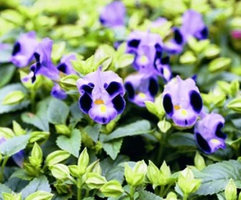 Torenia fournieri Transformation