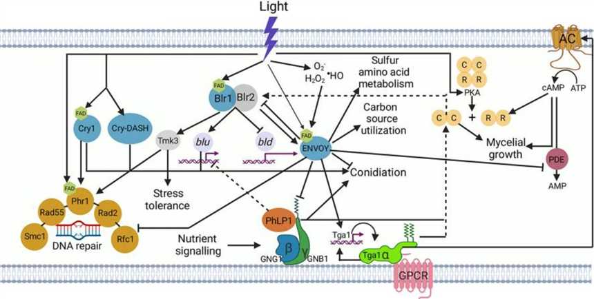 Figure 1. Trichoderma atroviride light signal perception and transduction.