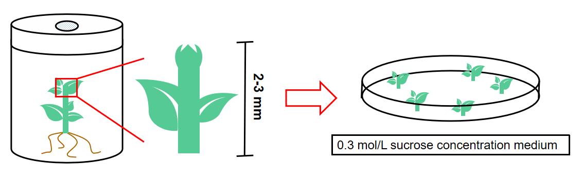 The procedures of pretreatment of stem tips