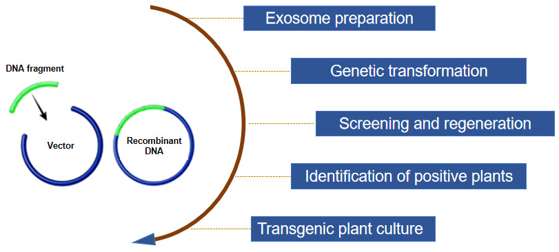 Fig. 2. Our experimental procedure.