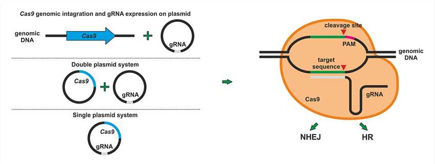 Yeast Genome Editing Services