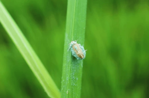 Development of Metarhizium Insecticide