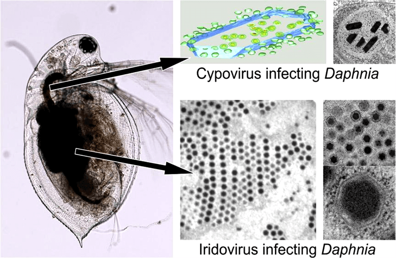 Ultrastructure of Cytoplasmic Polyhedrosis Virus