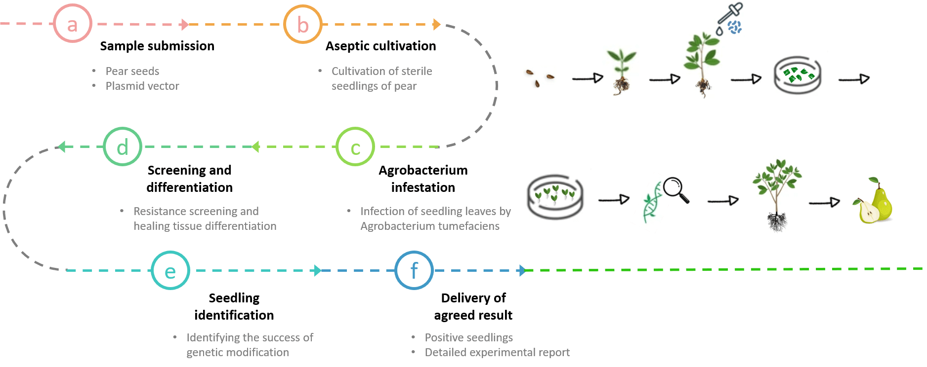 Schematic diagram of the standardized process of pear tree genetic transformation. - Lifeasible