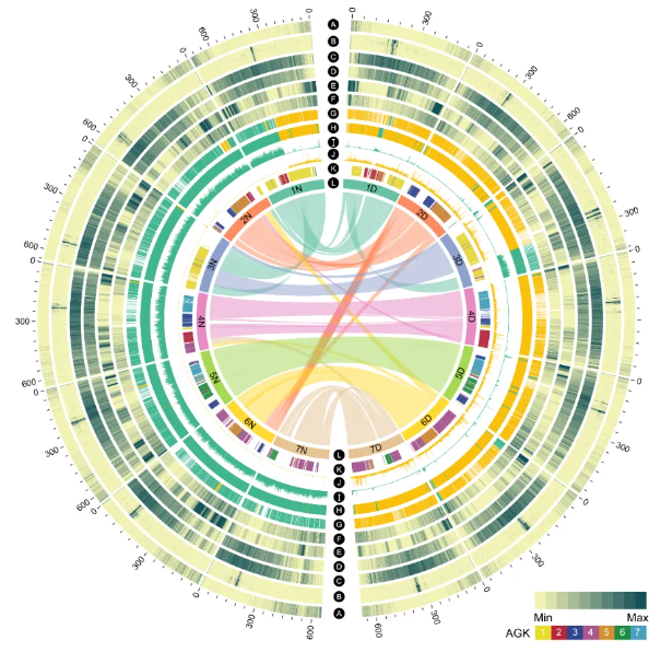 Schematic diagram of the genome features of RM271.