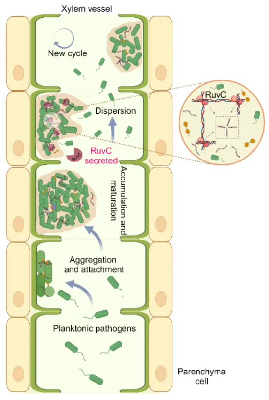 Working model of R. solanacearum RuvC regulating biofilm dynamics.