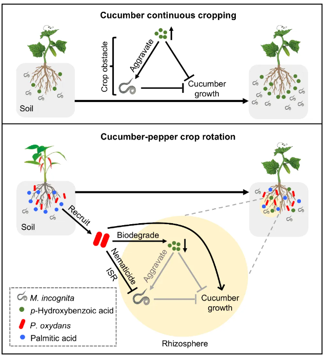 Schematic diagram of pepper rotation to reduce cucumber root-knot nematode disease.