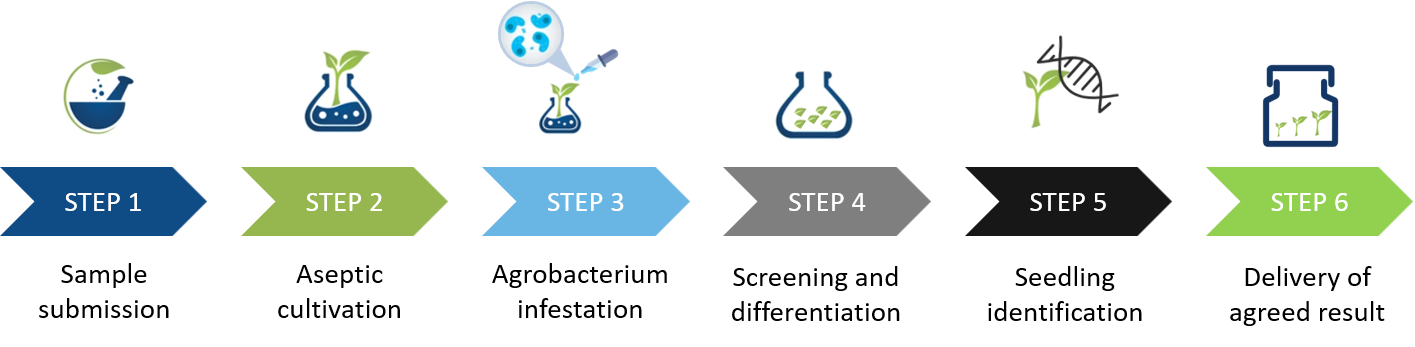 Schematic diagram of the standardized process of cherry radish genetic transformation. - Lifeasible