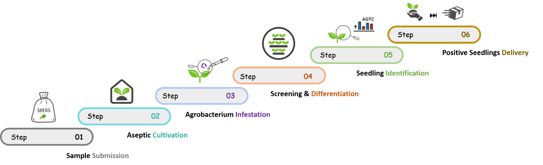 Schematic diagram of the standardized process of celery genetic transformation. - Lifeasible