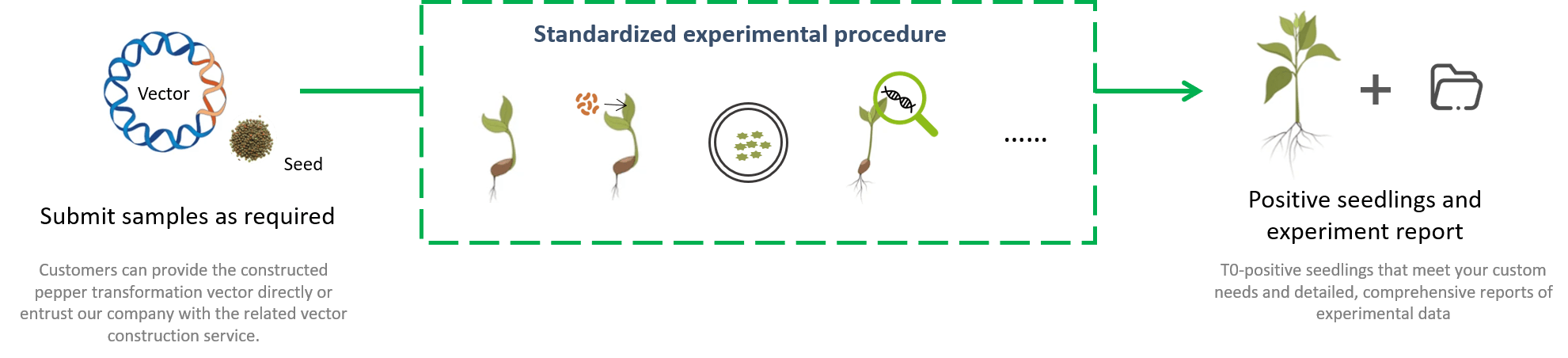 Schematic diagram of the standardized process of kale genetic transformation. - Lifeasible