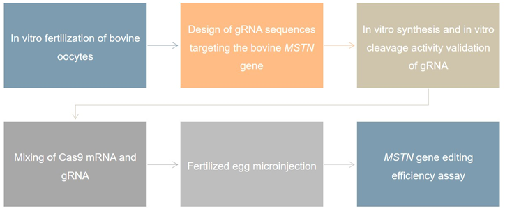 Cattle Gene Editing