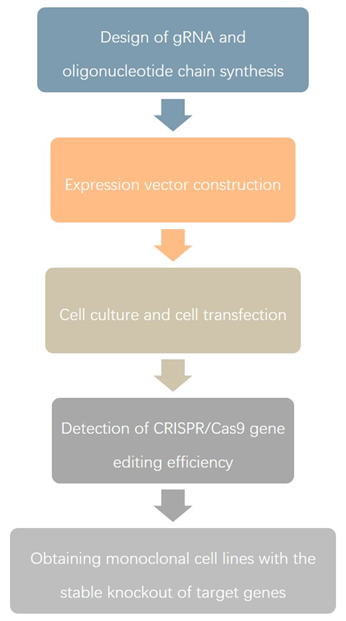 Chicken Gene Editing