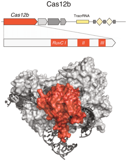 Protein domain structure of Cas12b.