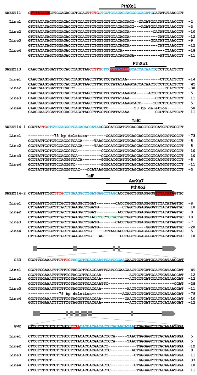 Simultaneous editing of six sites by Cas12a for multiplexed engineering of quantitative traits in rice. 