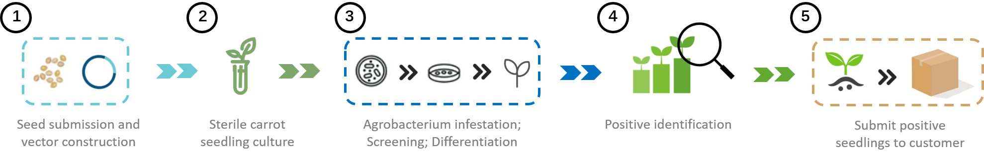 Schematic diagram of the standardized process of carrot genetic transformation. - Lifeasible