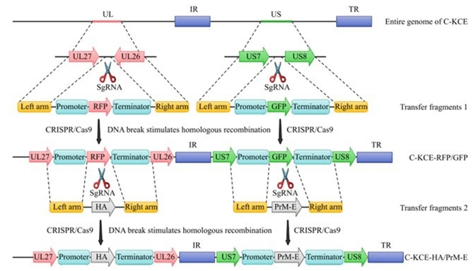 Duck Gene Editing