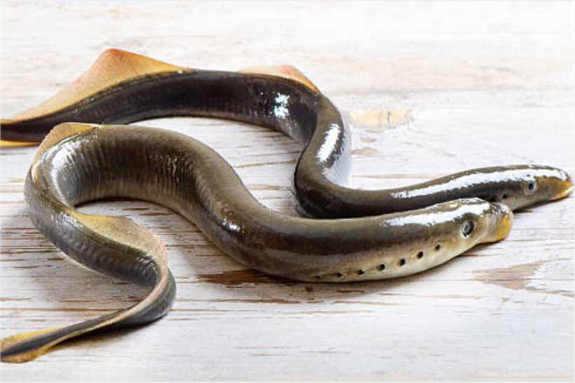 Lamprey