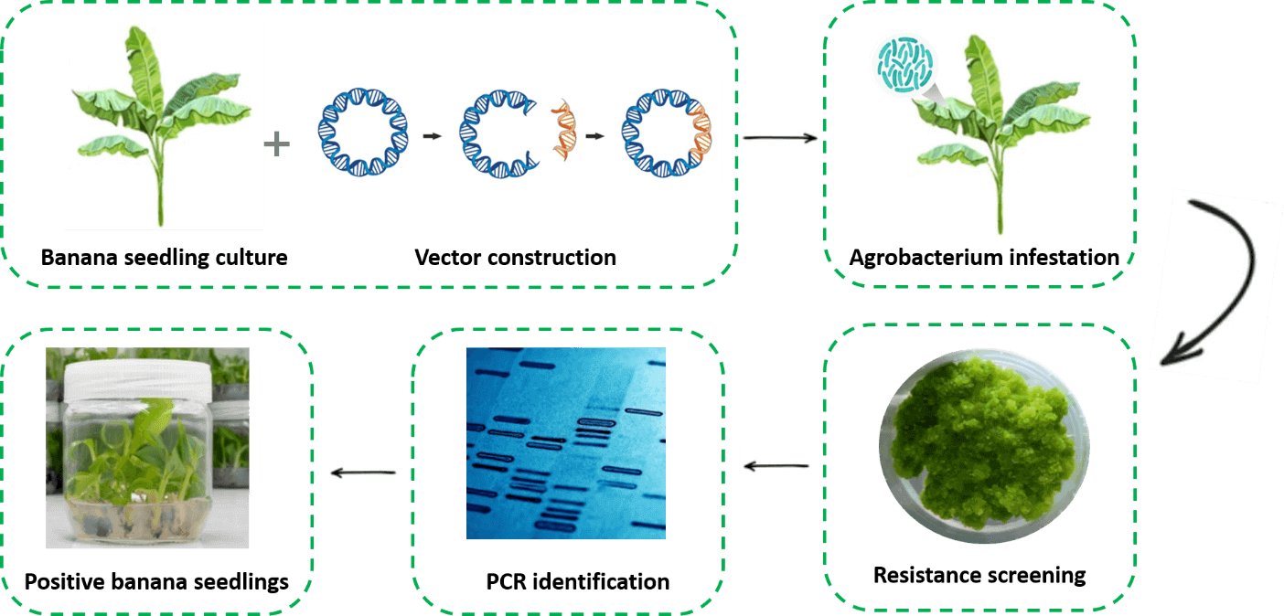 Schematic diagram of the standardized process of banana genetic transformation. - Lifeasible