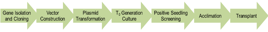 Plant Genetic Transformation