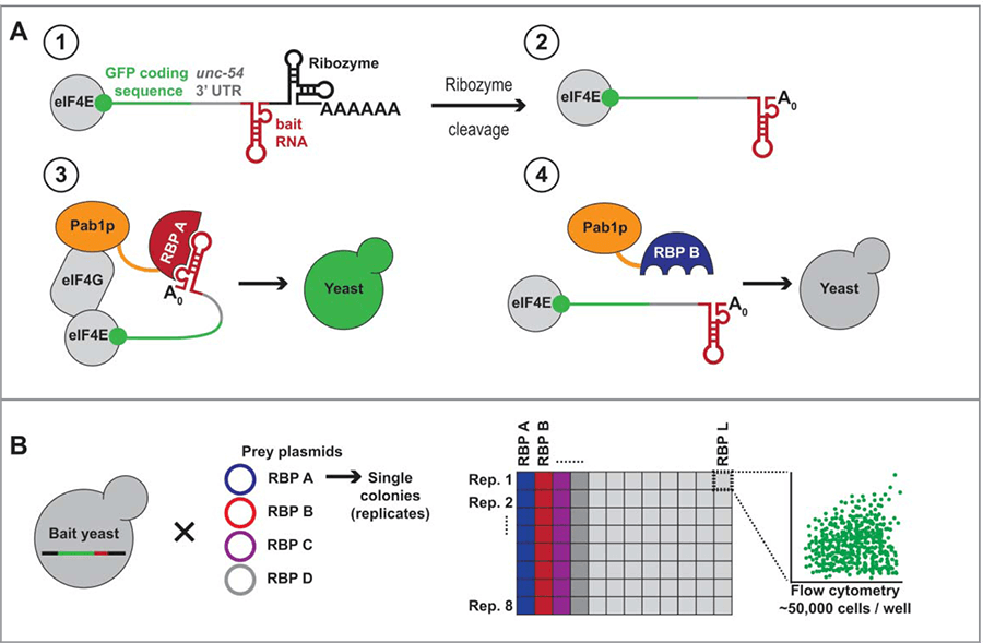 Gene Function Analysis