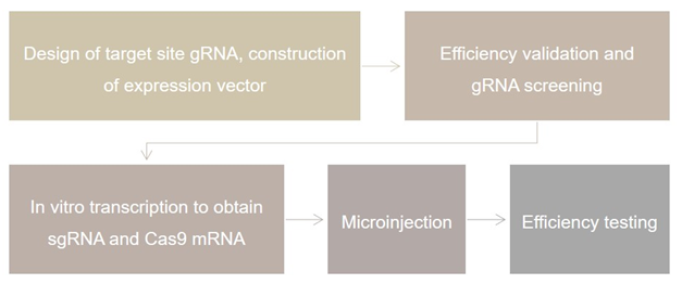 Rabbit Gene Editing