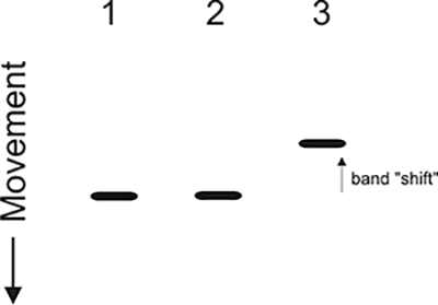 Gene Function Analysis