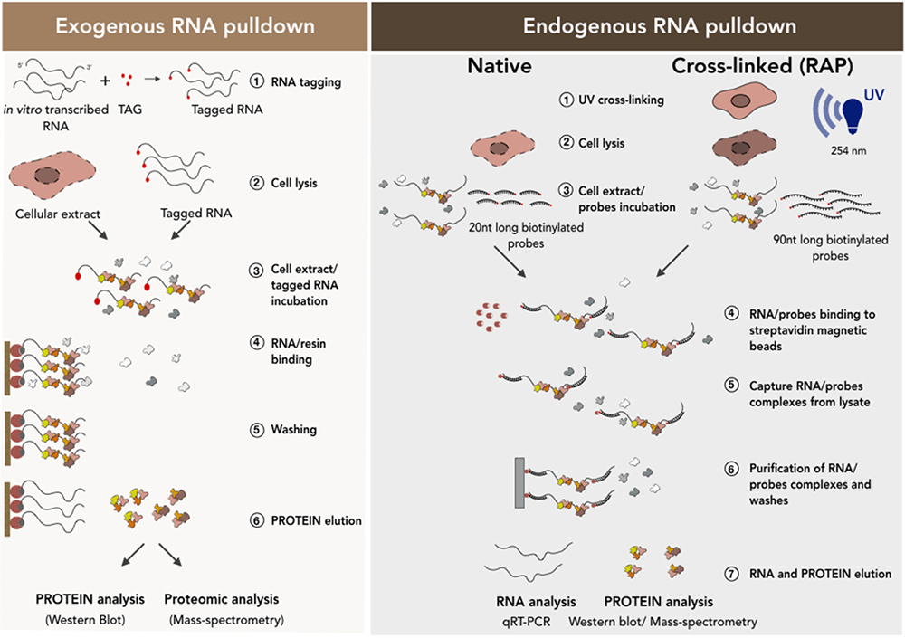 Gene Function Analysis